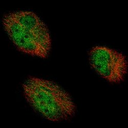 AUTS2 Antibody (CL7067), Novus Biologicals:Antibodies:Primary Antibodies